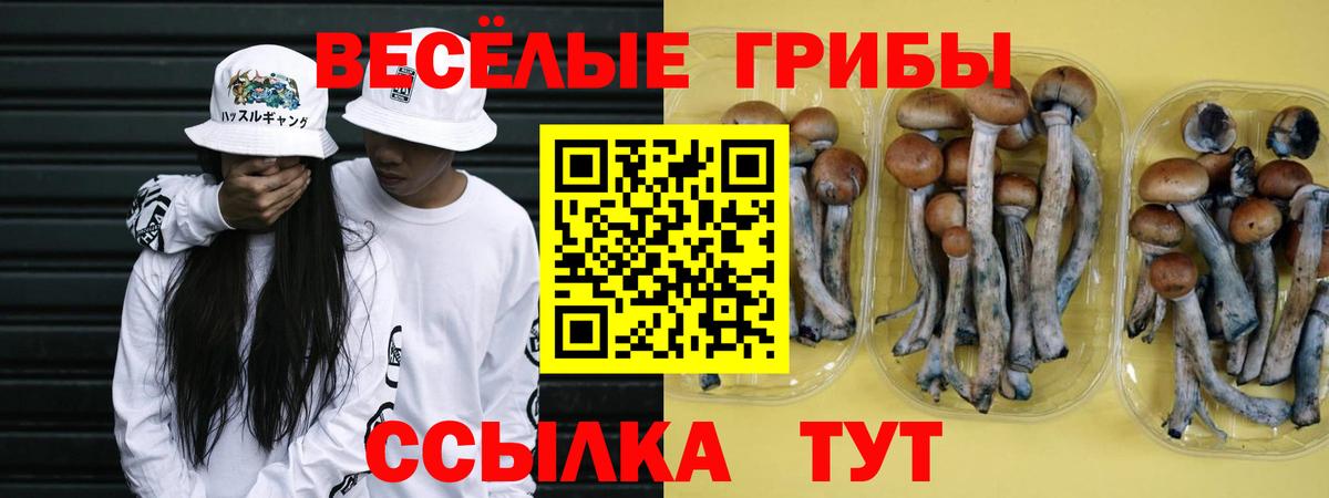 где продают   Галлюциногенные грибы GOLDEN TEACHER  Вход с VPN  Псилоцибиновые грибы Magic Shrooms  Александров 